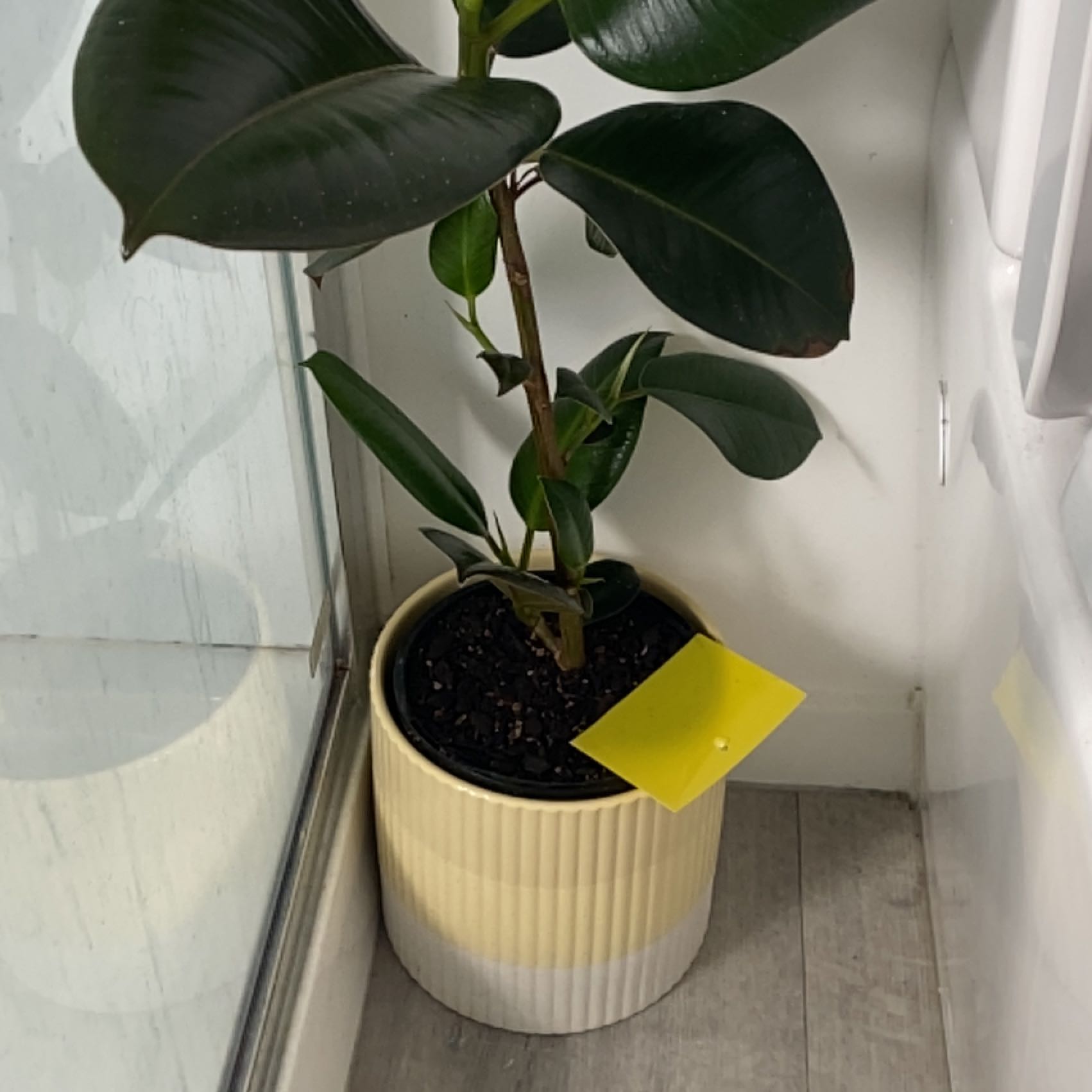 Ficus Robusta plant in a pot near a window, with visible soil and healthy dark green leaves.