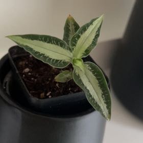 Photo of the plant species Jewel Orchid by @MegGreenFinger named Huckleberry Fern on Greg, the plant care app