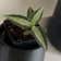 Calculate water needs of Jewel Orchid
