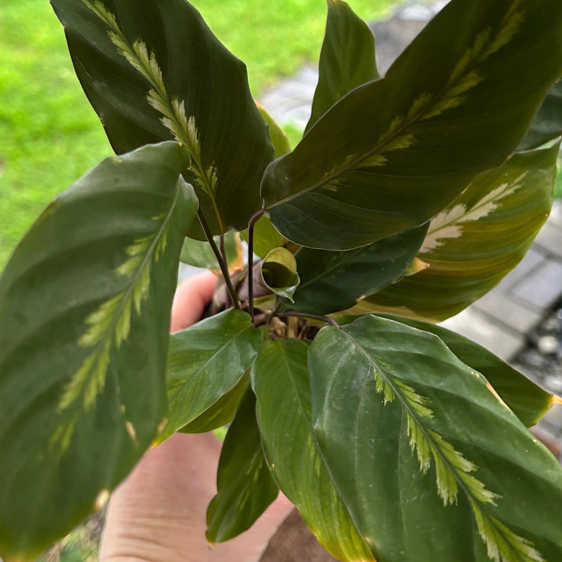 Photo of the plant species Goeppertia louisae by @MegGreenFinger named Hemingway on Greg, the plant care app