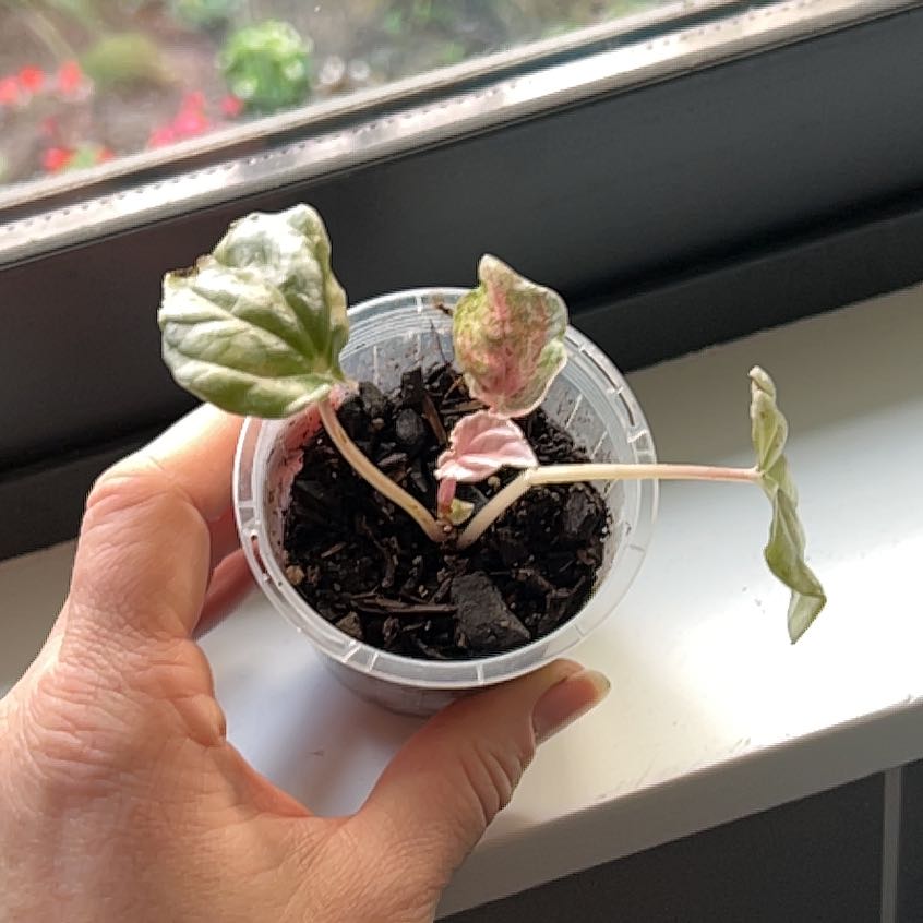 Peperomia Pink Lady plant in a plastic container, held by a hand. Some leaves show discoloration.