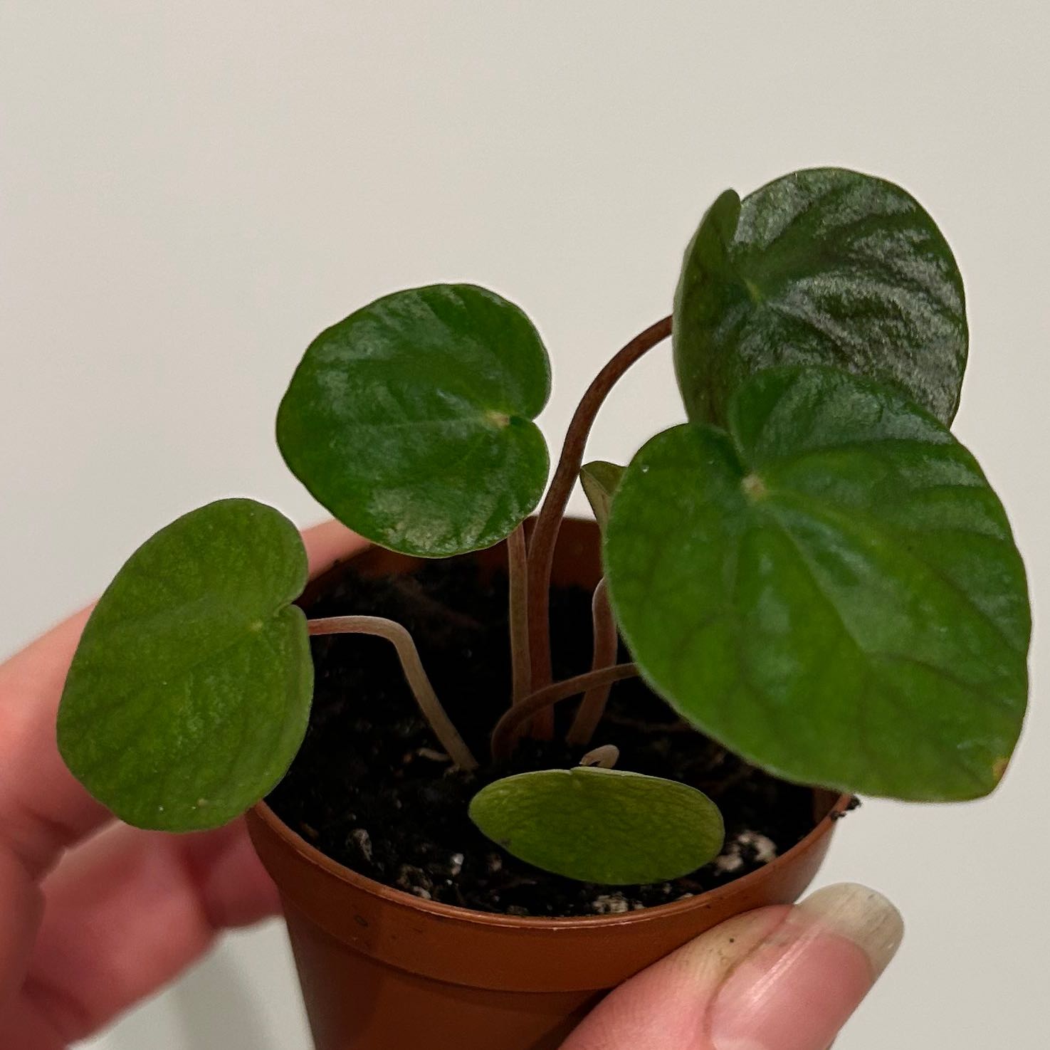 Photo of the plant species flowering peperomia by @MegGreenFinger named Bieber on Greg, the plant care app