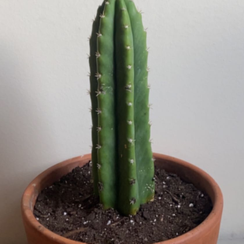 Photo of the plant species San Pedro Cactus by @HunkyDamsii named Pedro on Greg, the plant care app