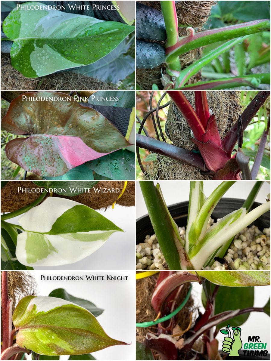Droopy white knight philodendron