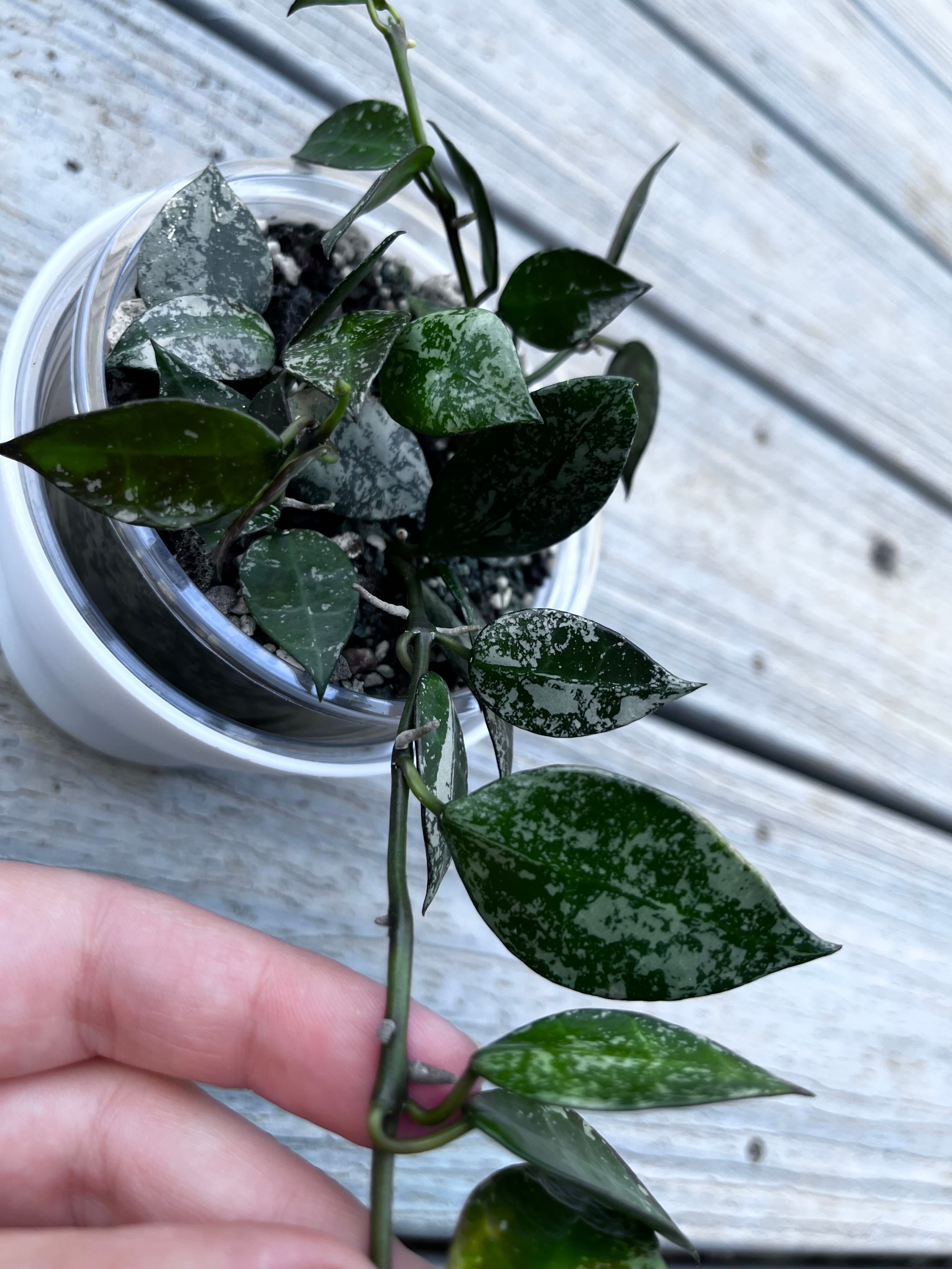 Why Are There Black Spots on My Hoya camphorifolia Leaves?