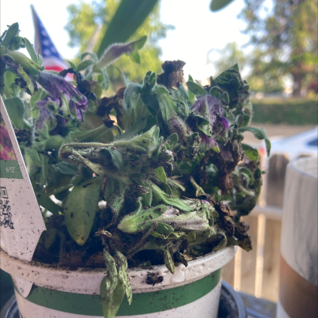 Plant care for Petunia on Greg, the plant care app