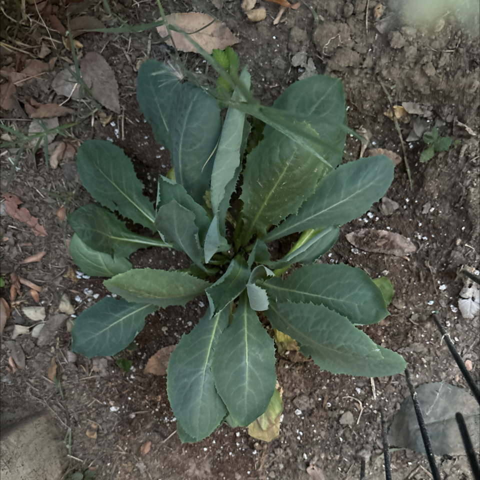Photo of the plant species Bitter Lettuce by @GrandmaLori named Lola on Greg, the plant care app