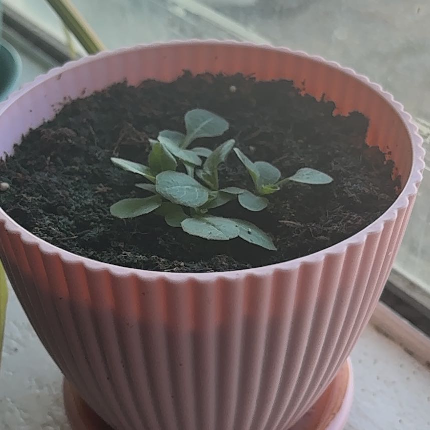 Photo of the plant species Bitter Lettuce by @GrandmaLori named Lola on Greg, the plant care app