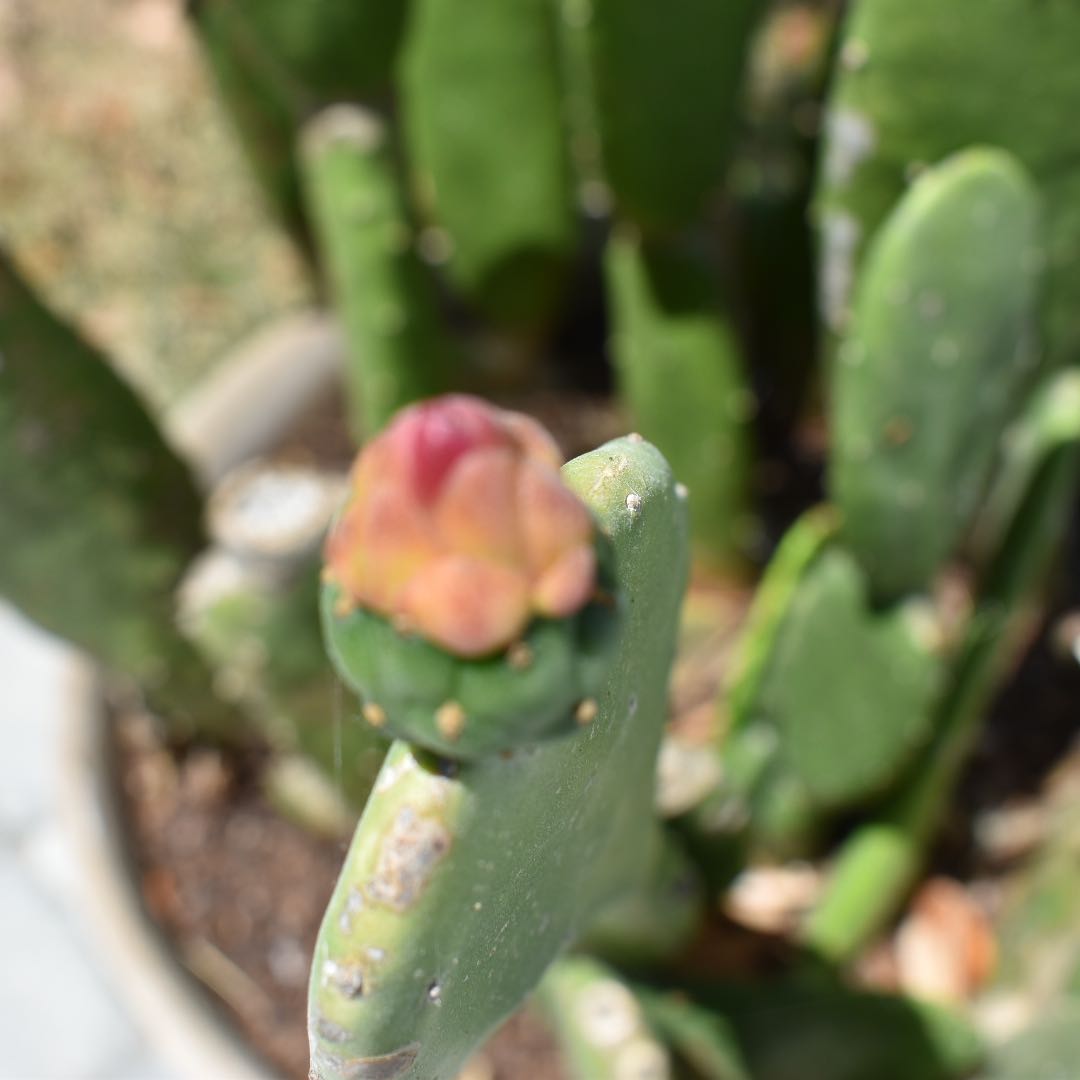 Cochineal Cactus plant with a budding flower in a pot with visible soil.