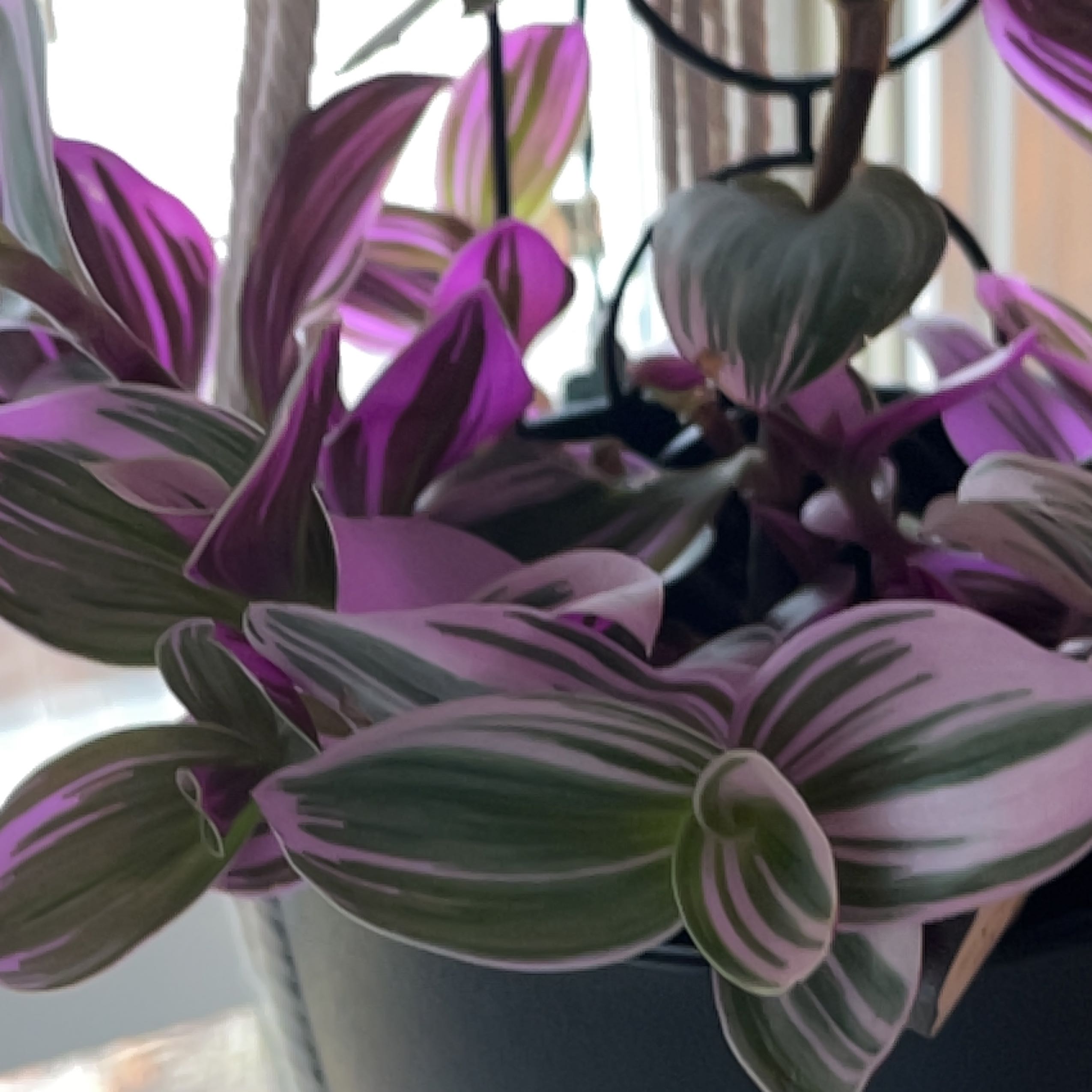 Photo of the plant species spiderwort by @BalancedQuenepa named Lebron on Greg, the plant care app
