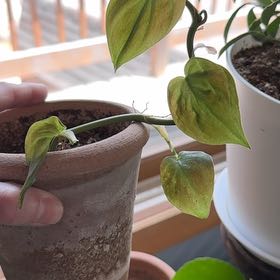 Photo of the plant species Camposportoanum Velvet Shield by @SubtleBorage named Fernie Mercury on Greg, the plant care app