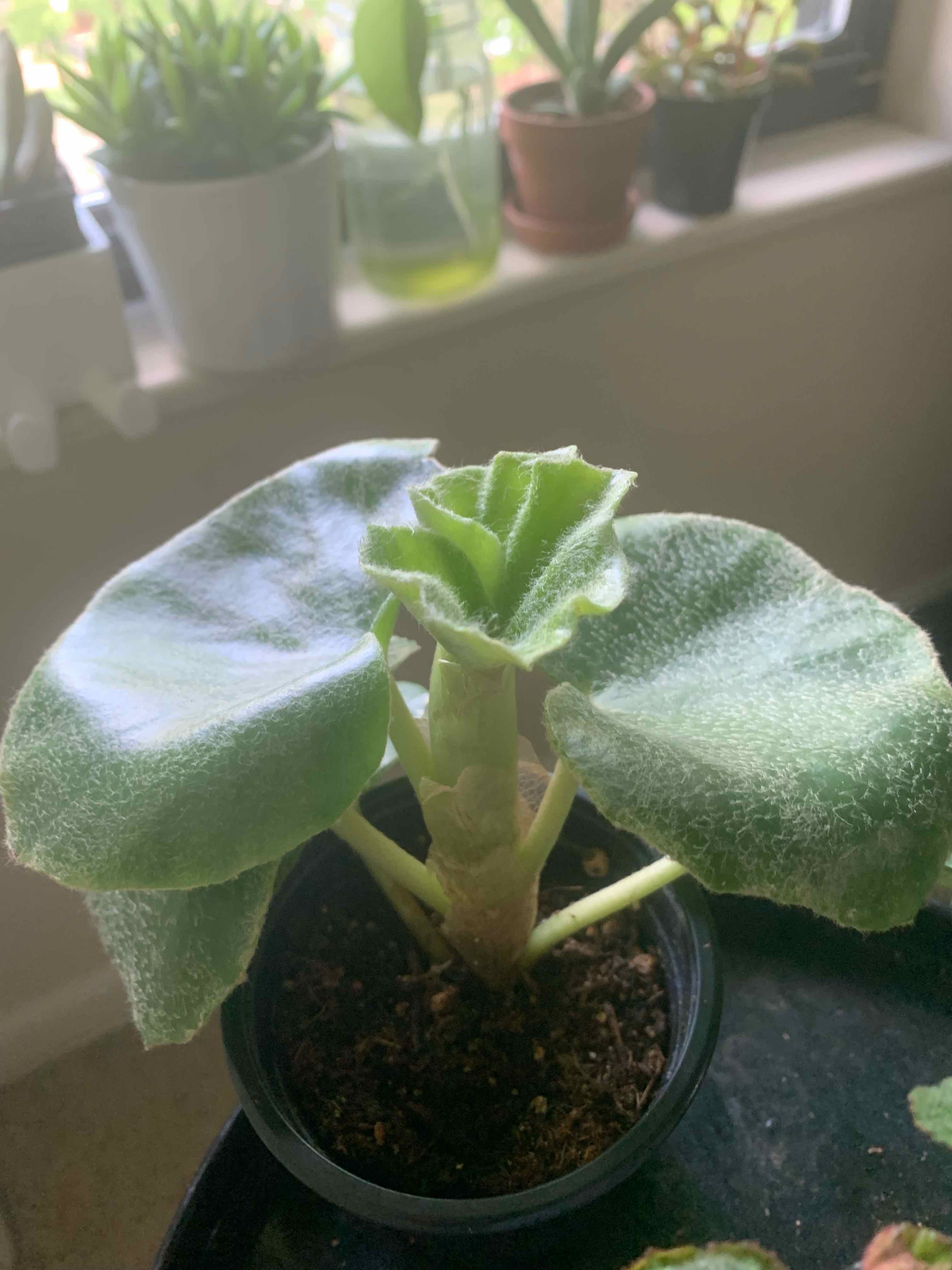 Photo of the plant species Begonia venosa by @Camron named Joey Diaz on Greg, the plant care app