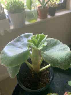 Begonia venosa plant