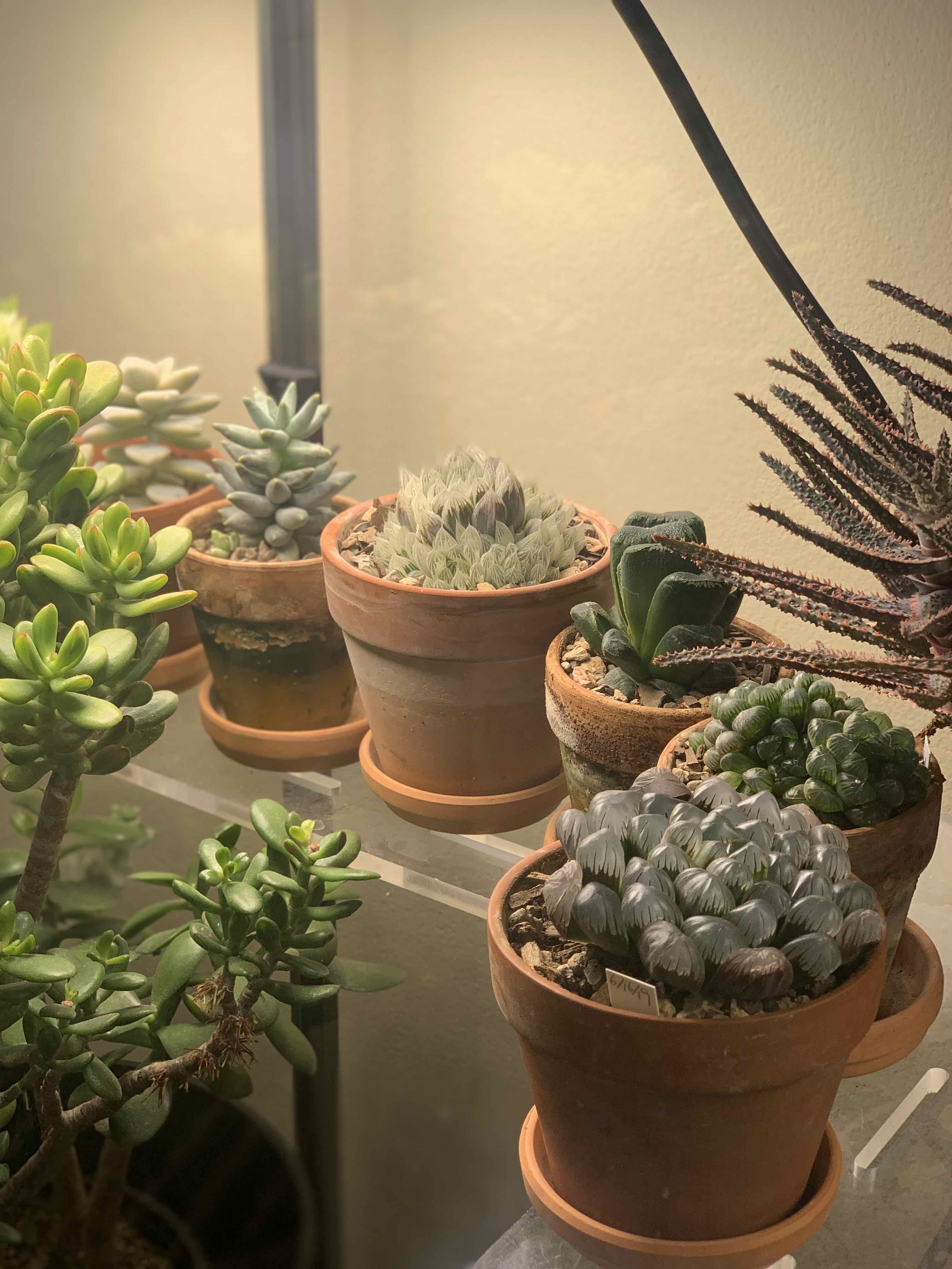 Photo of the plant species Variegated Haworthia Cooperi by @Camron named Bodhi on Greg, the plant care app