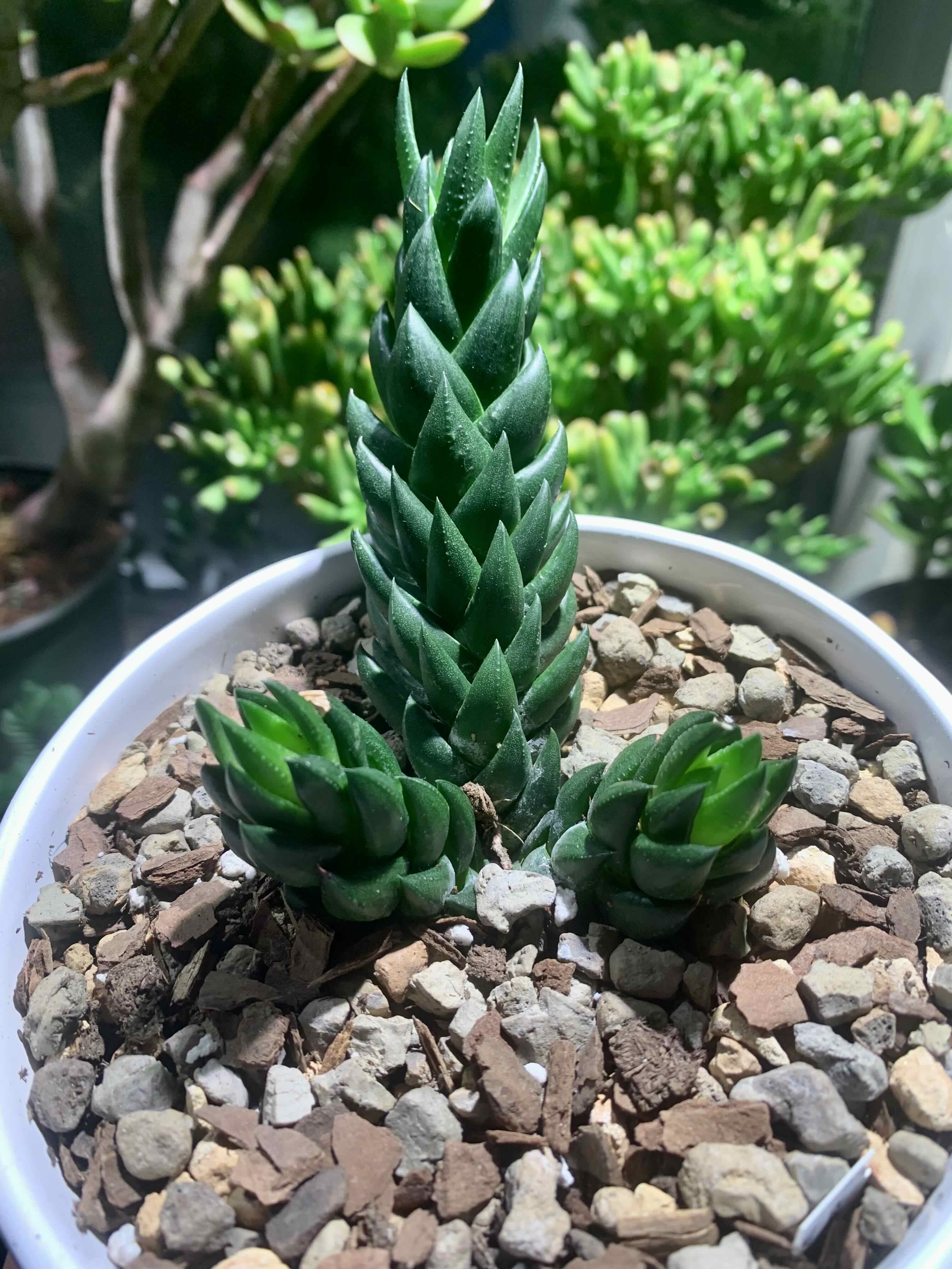Photo of the plant species Haworthia coarcata f. greenii by @Camron named Bishop on Greg, the plant care app