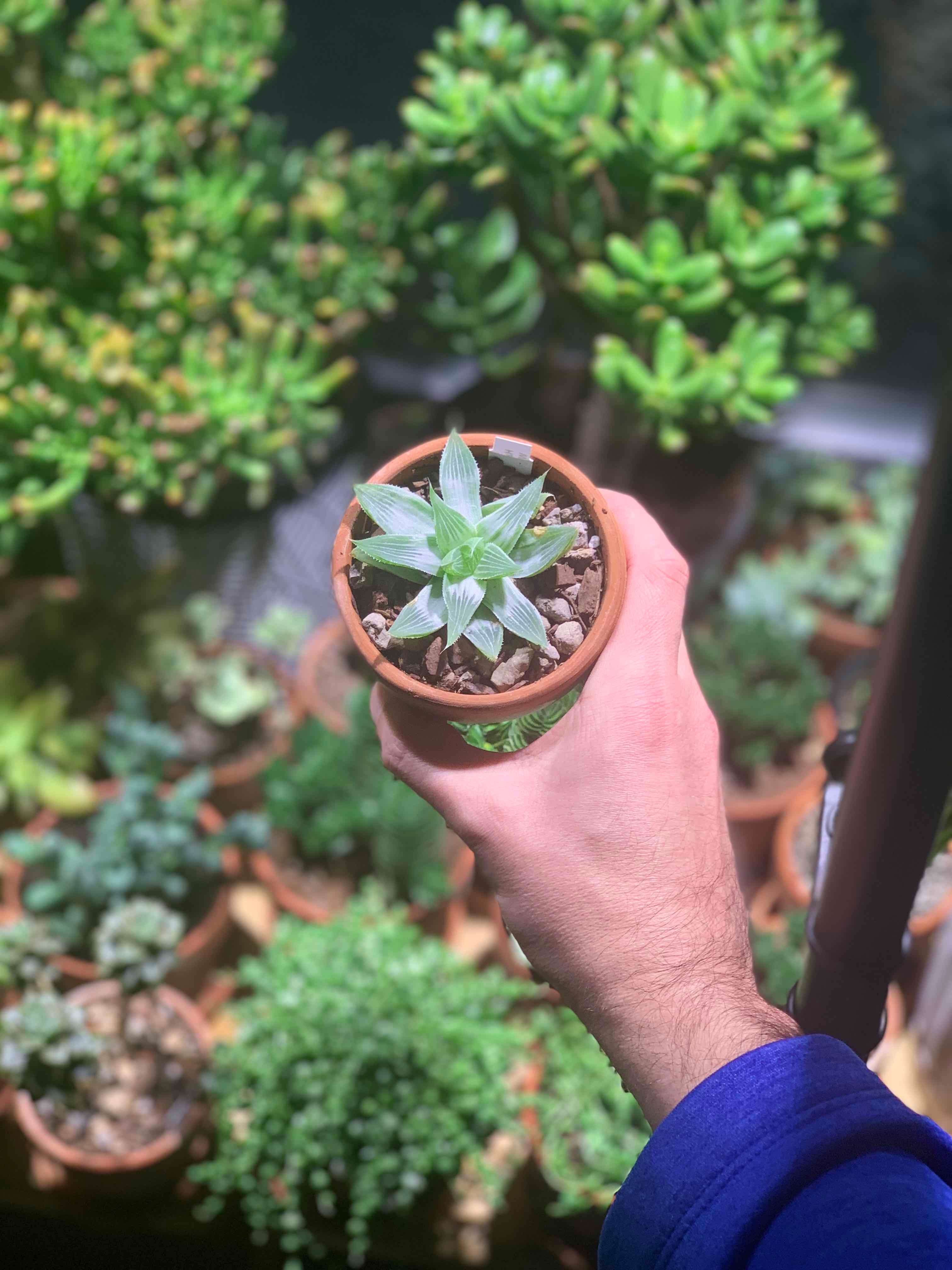 Plant care for Awayuki Ghost Plant on Greg, the plant care app