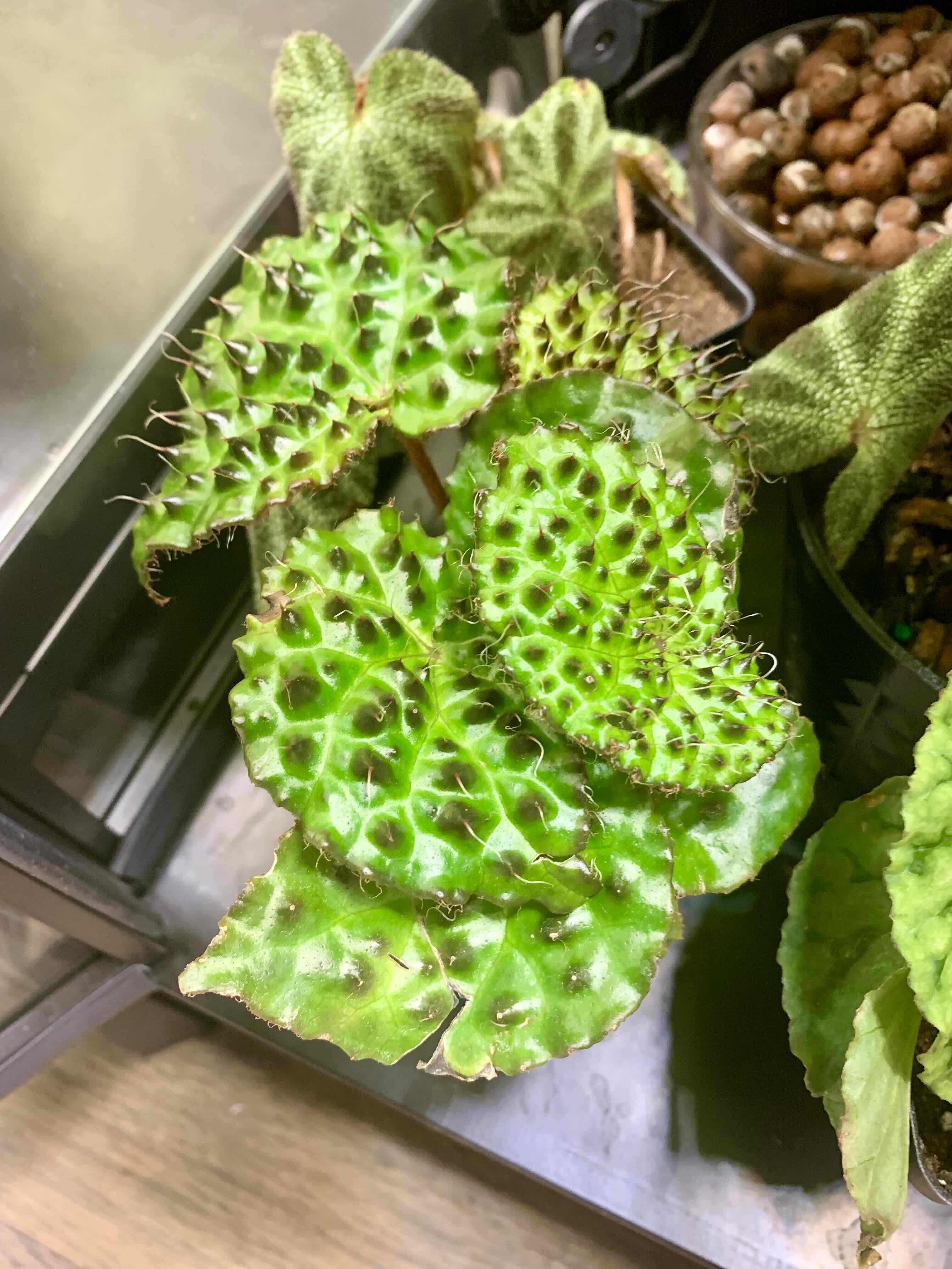 Photo of the plant species Begonia Melanobullata by @Camron named Samurai Jack on Greg, the plant care app