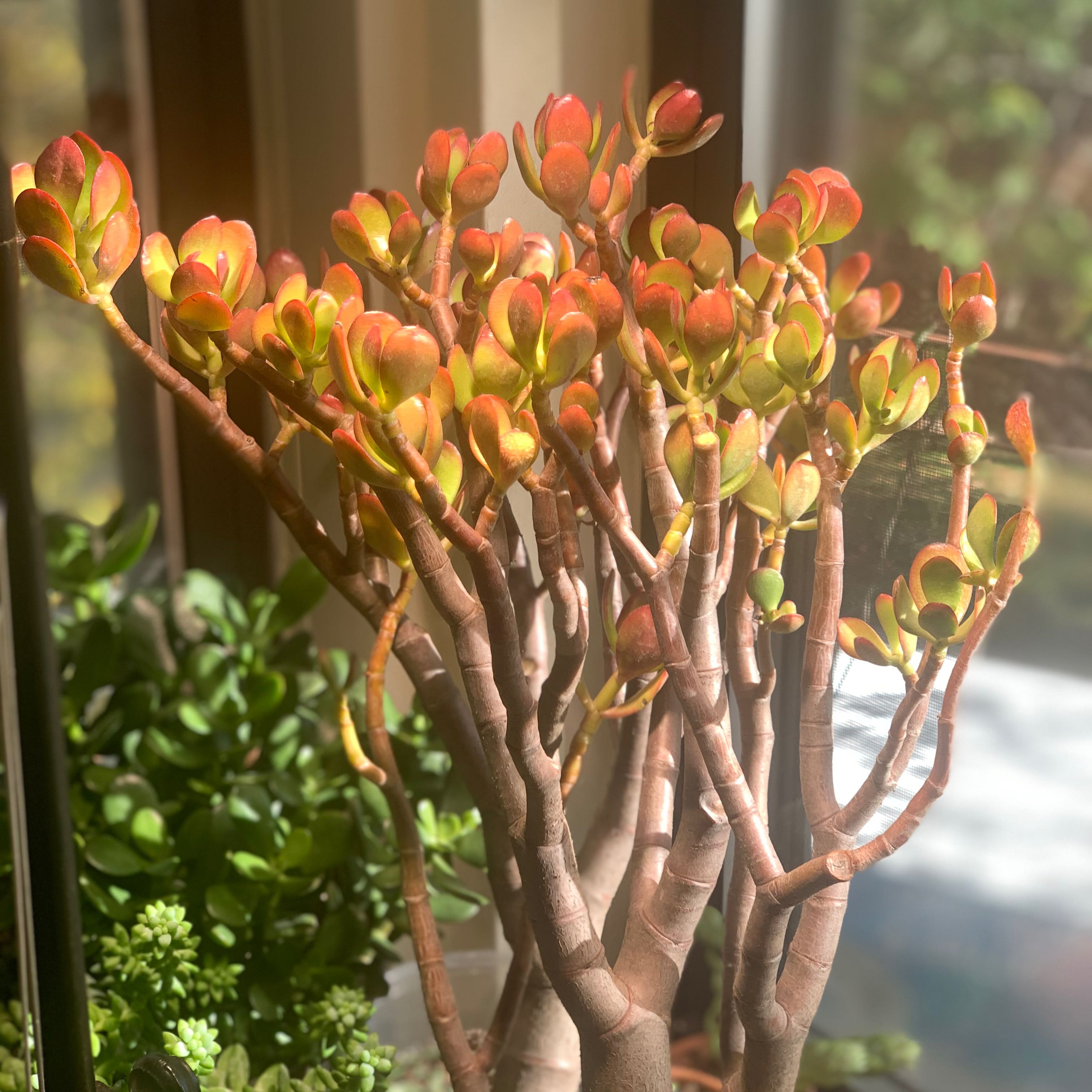 Golden Jade plant with vibrant leaves and multiple branches in a well-lit area.