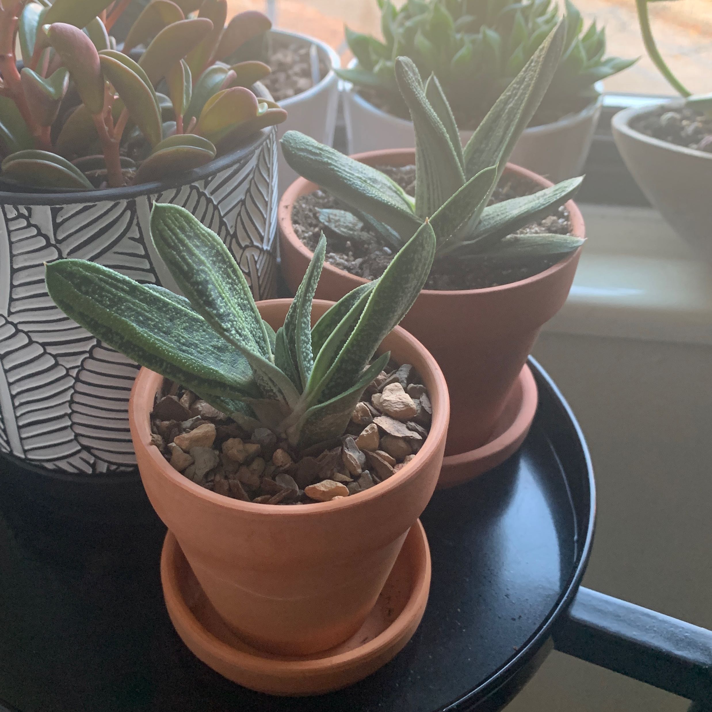 Two Gasteria 'Little Warty' plants in terracotta pots with visible soil.