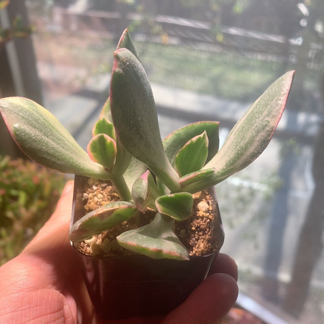 Variegated jade plant in a small pot held by a hand, with visible soil.