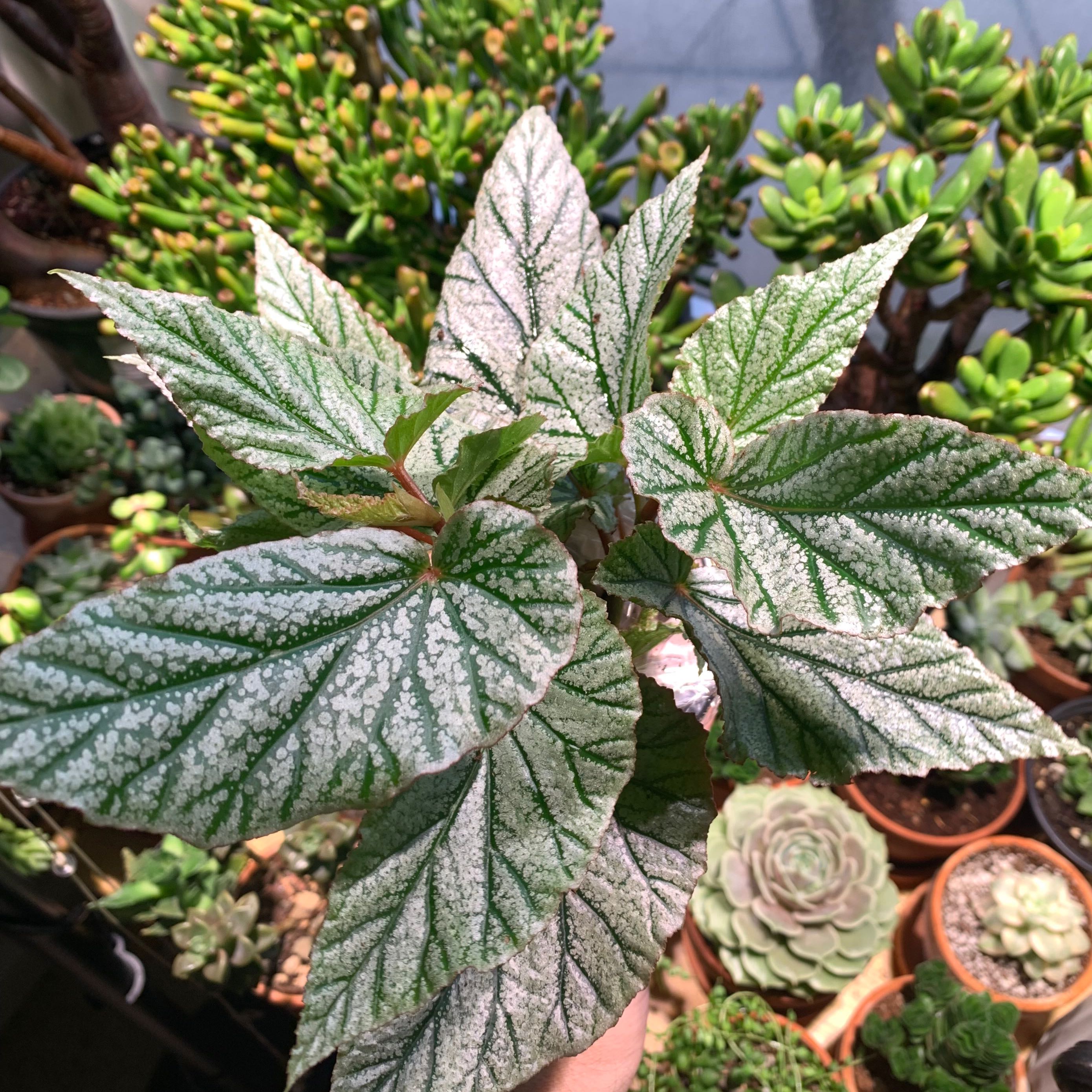 Photo of the plant species Begonia 'Don Miller' by @Camron named Don on Greg, the plant care app