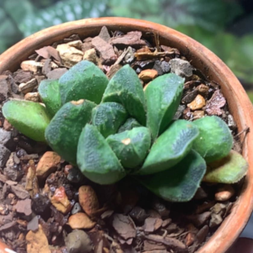 Photo of the plant species Horse's Teeth Haworthia by @Camron named Bojack on Greg, the plant care app
