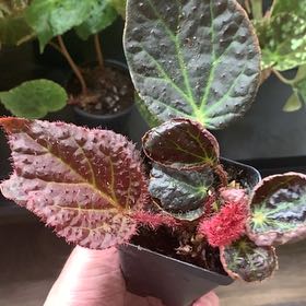 Photo of the plant species Begonia chloroneura by @Camron named Flash Gordon on Greg, the plant care app