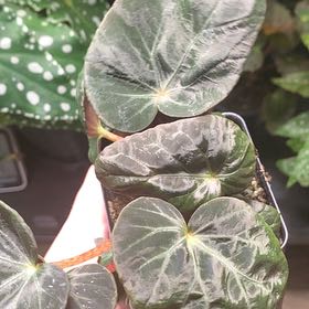 Photo of the plant species Burkill's Begonia by @Camron named Deckard on Greg, the plant care app