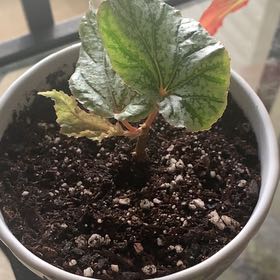 Photo of the plant species Begonia 'Don Miller' by @Camron named Miller Jr. on Greg, the plant care app