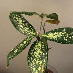 Gold Dust Dracaena plant