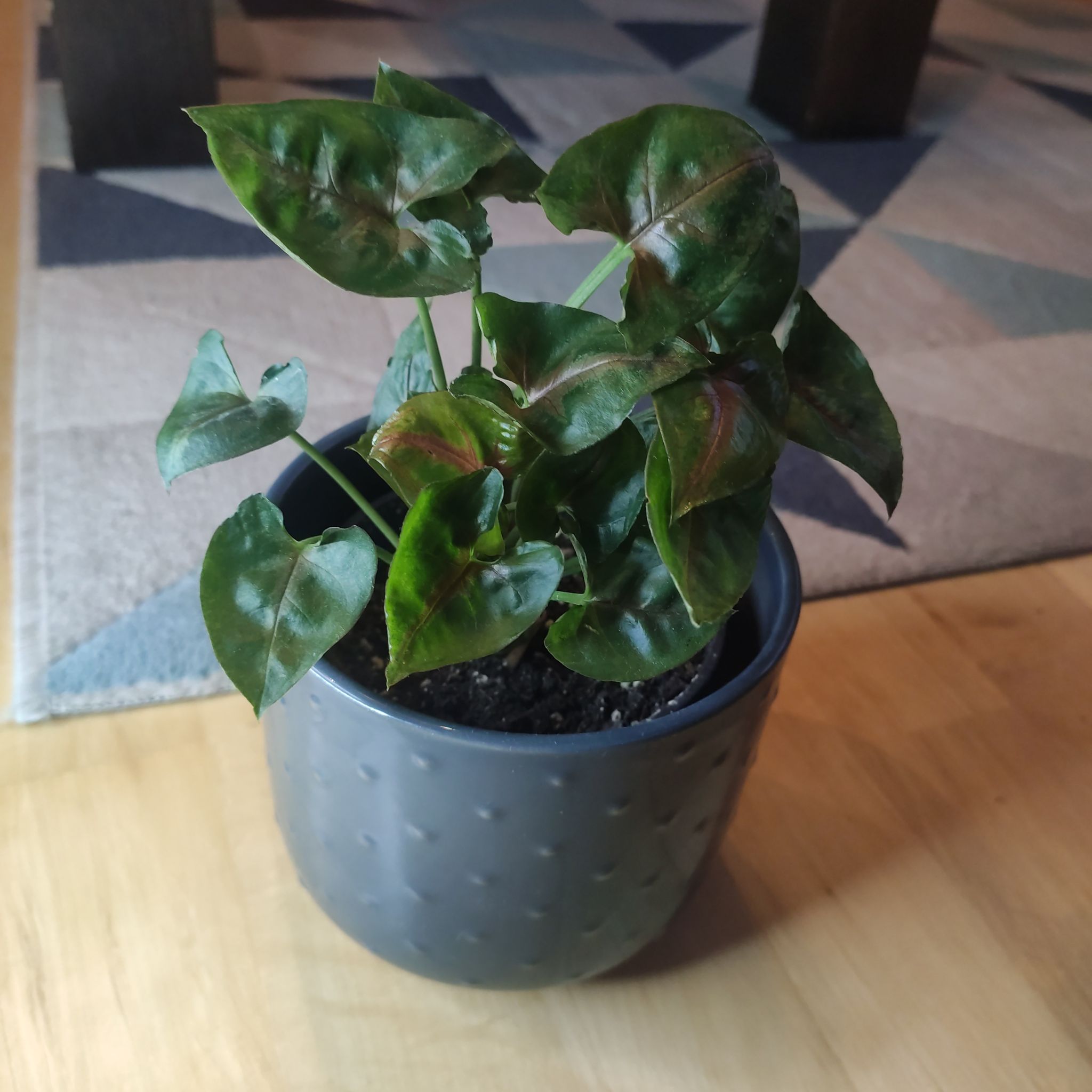 Photo of the plant species Syngonium podophyllum 'Christmas' by @nerfherder named Christmas Candy on Greg, the plant care app