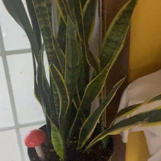 Snake Plant plant in Evansville, Indiana