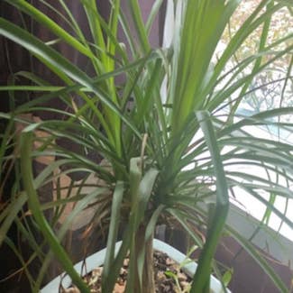 Ponytail Palm plant in Evansville, Indiana