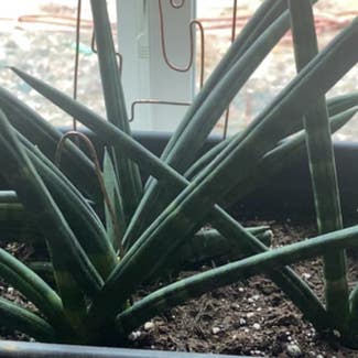 Cylindrical Snake Plant plant in Evansville, Indiana