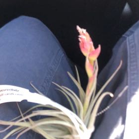 Photo of the plant species Tillandsia minasgeraisensis by @sillygoose named pretty on Greg, the plant care app