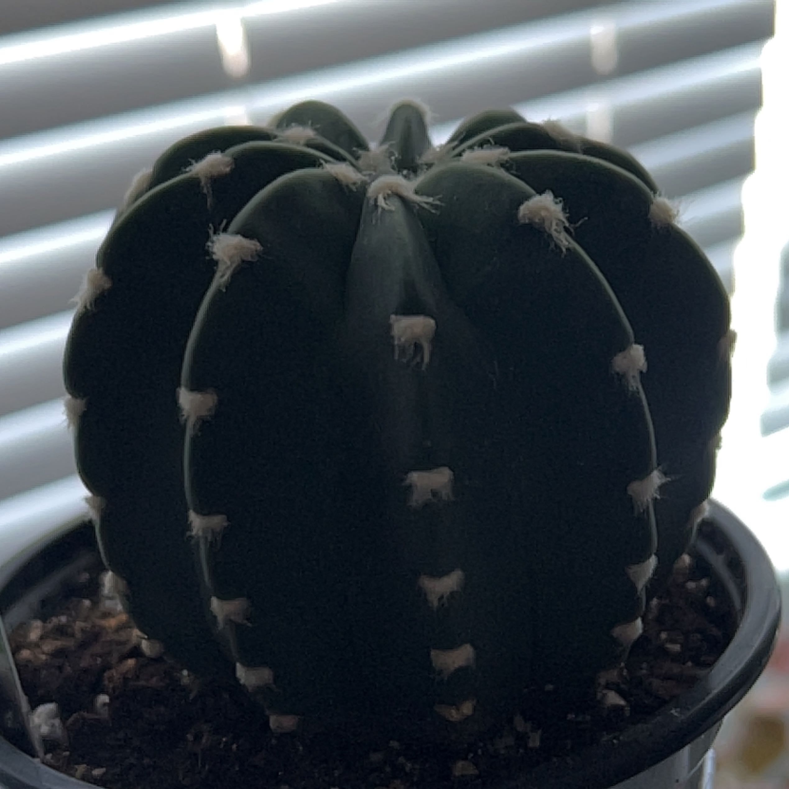 Easter Lily Cactus with dark green body and white areoles in an indoor setting.