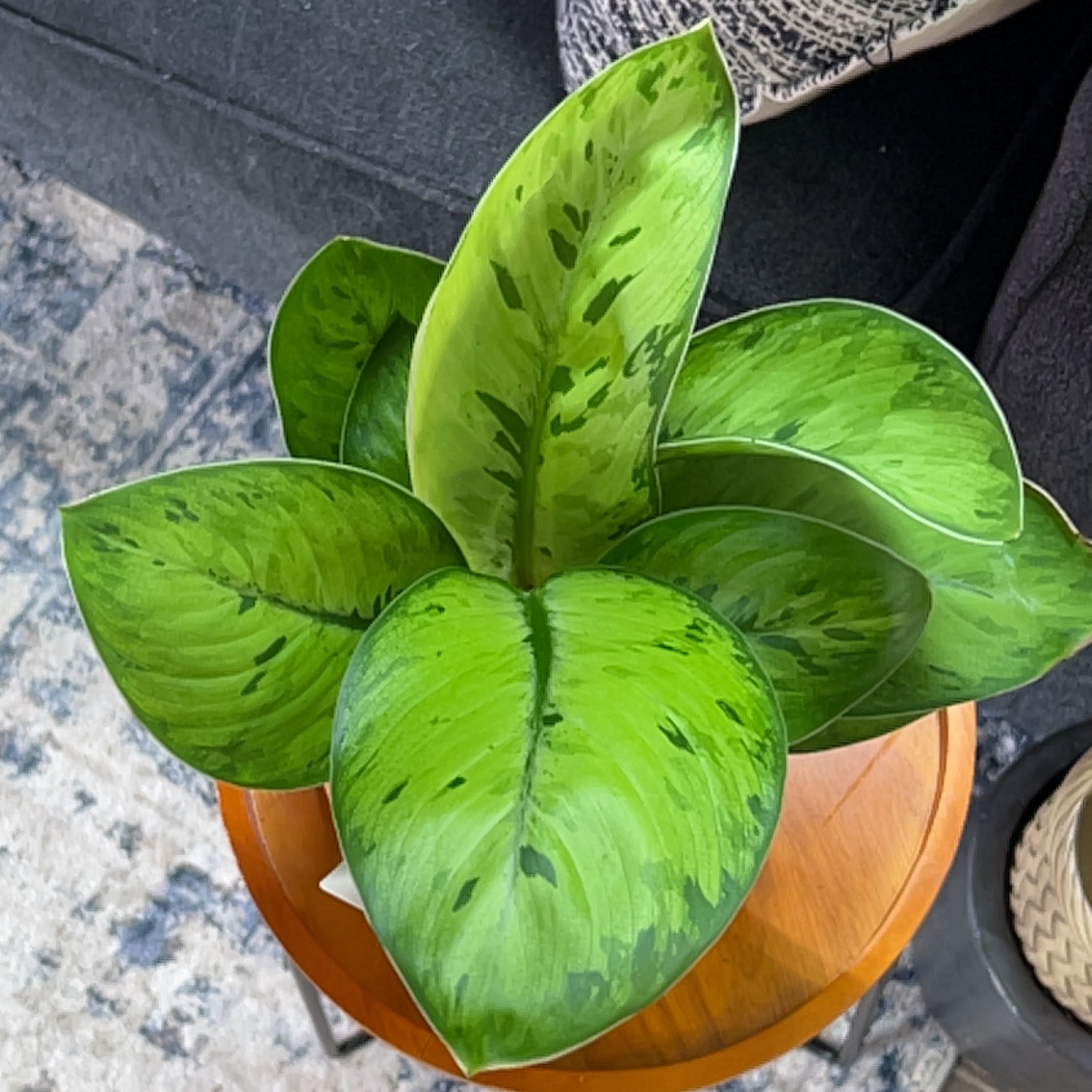 Homalomena 'Selby' plant with vibrant green leaves and dark green markings on a wooden surface.