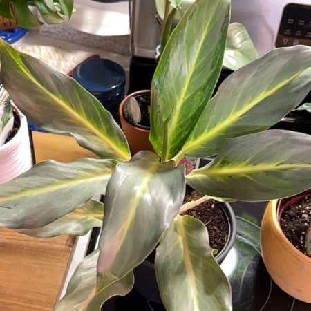 Photo of the plant species Chinese Evergreen 'Ghost' by @HunkyMungbeans named Aristotle on Greg, the plant care app