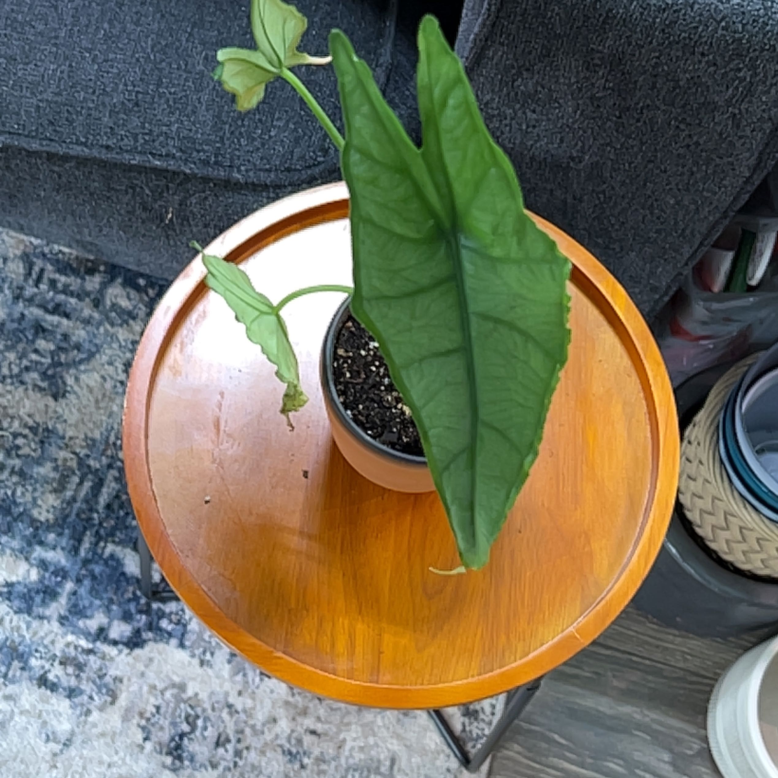Dragon's Breath uploaded to the Greg plant app by @HunkyMungbeans