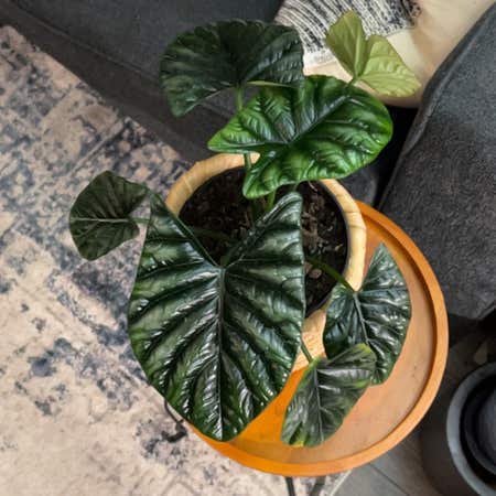 Photo of the plant species Alocasia Mirror Face by @HunkyMungbeans named Madonna on Greg, the plant care app