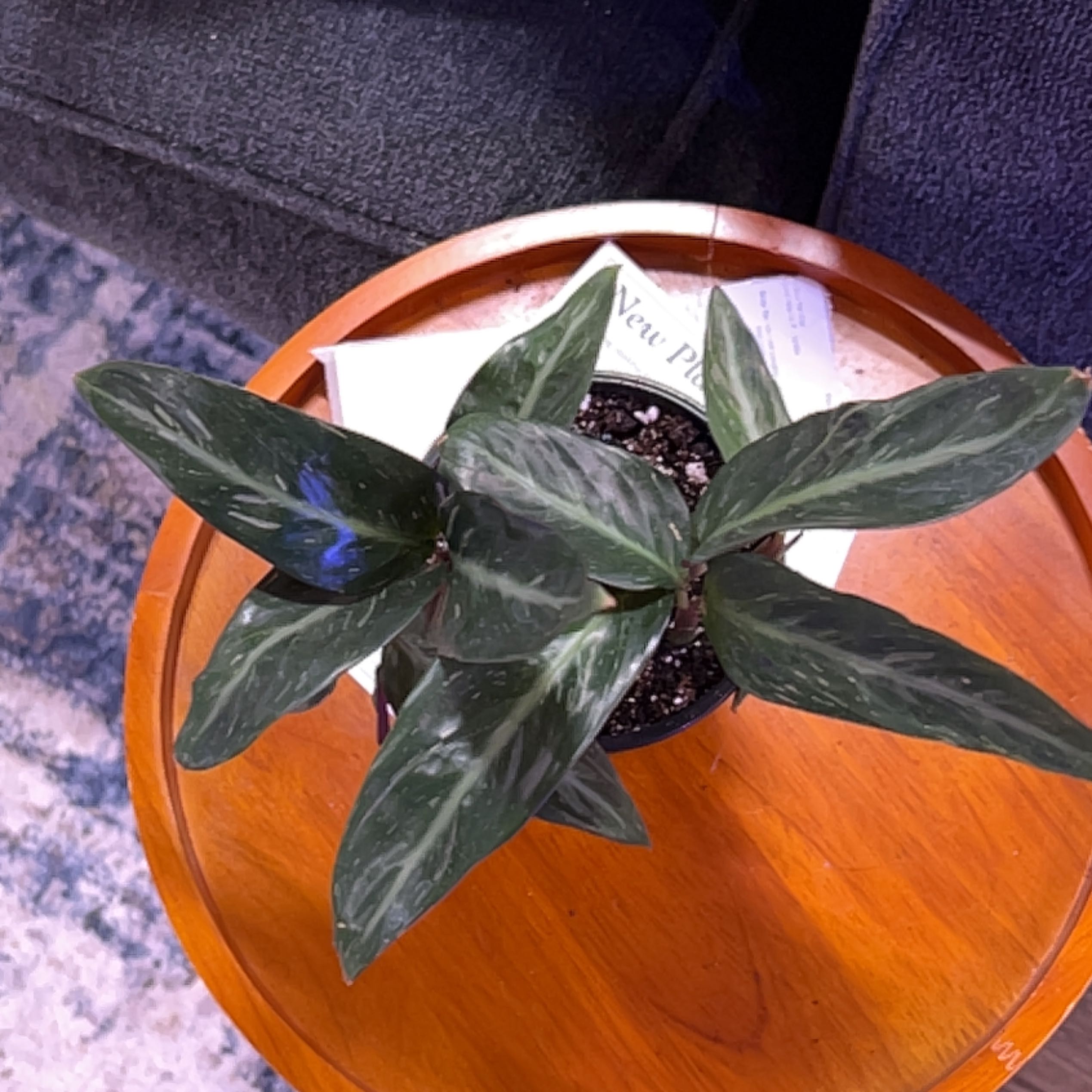 Photo of the plant species Goeppertia louisae by @HunkyMungbeans named Duke on Greg, the plant care app
