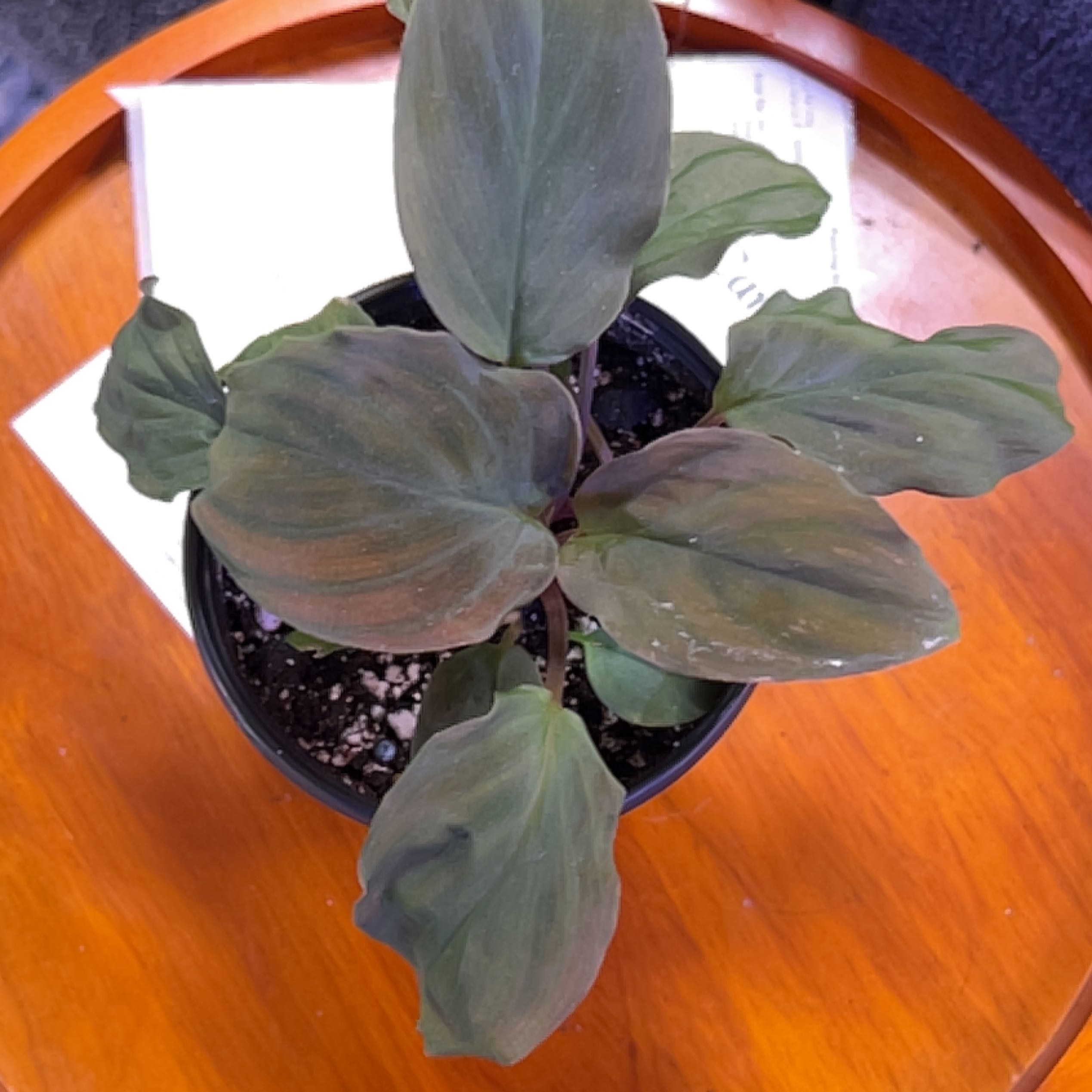 Photo of the plant species Homalomena 'Red Velvet' by @HunkyMungbeans named Aria on Greg, the plant care app