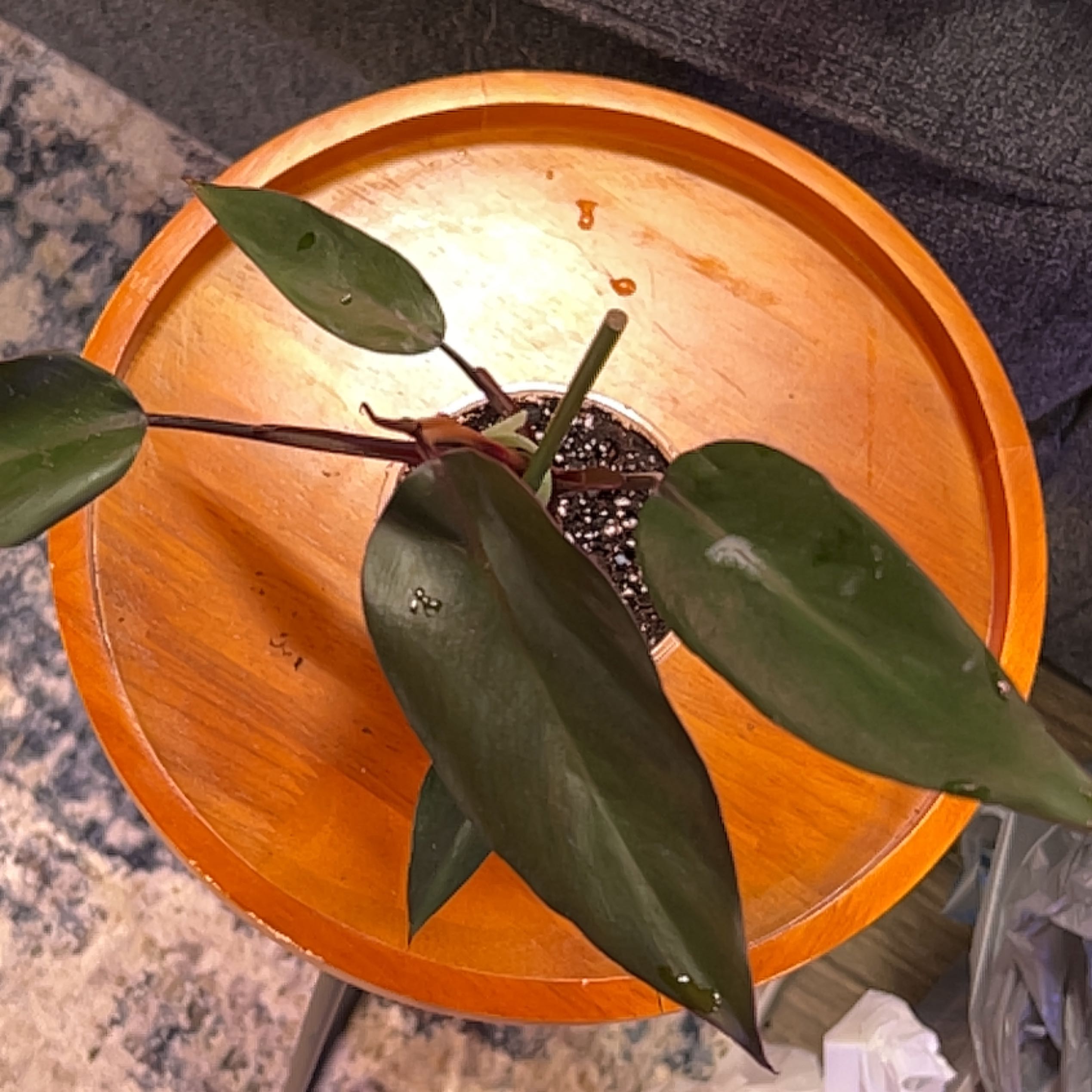 Philodendron Dark Lord plant with dark green leaves on a wooden surface.