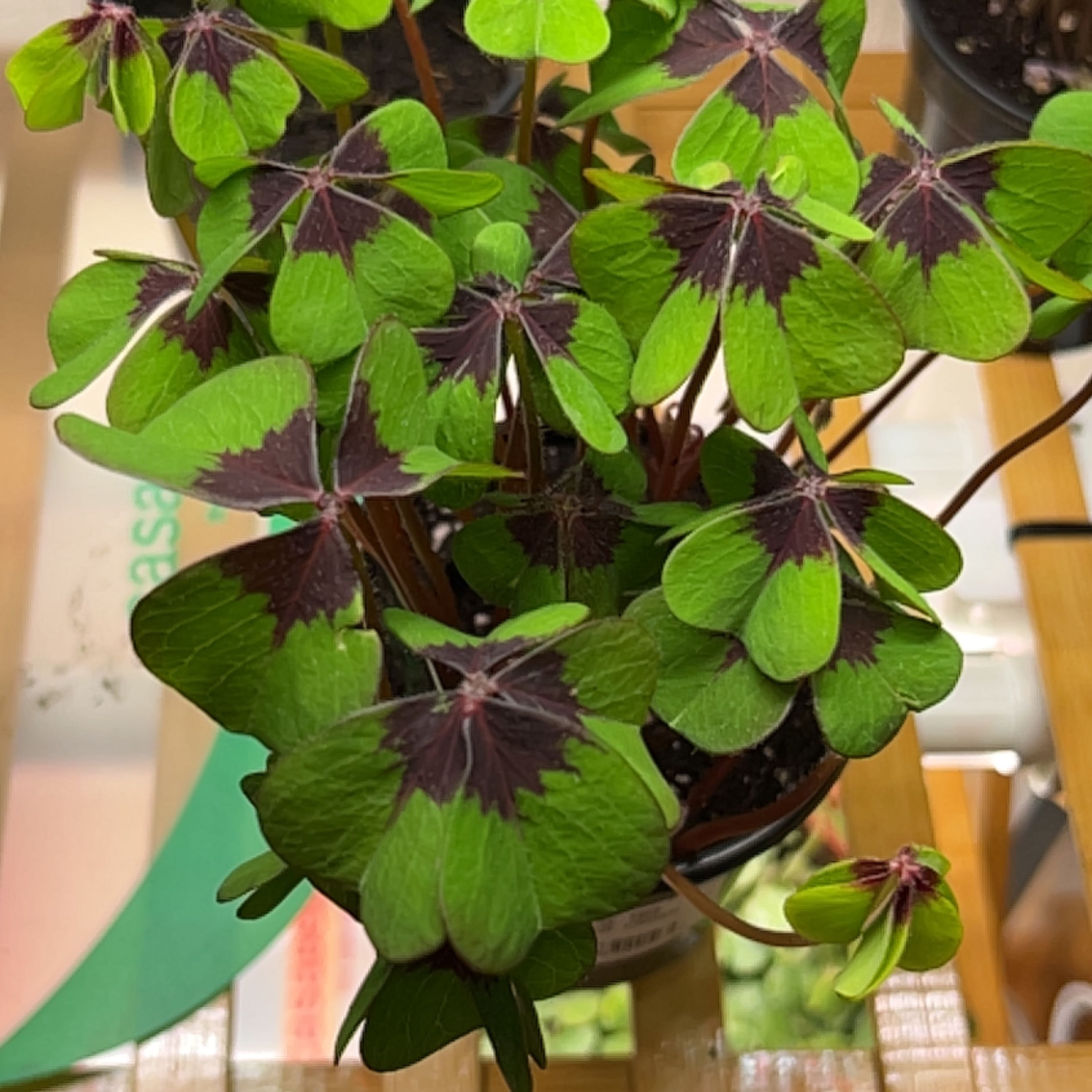 Photo of the plant species Iron Cross by @HunkyMungbeans named Sage on Greg, the plant care app