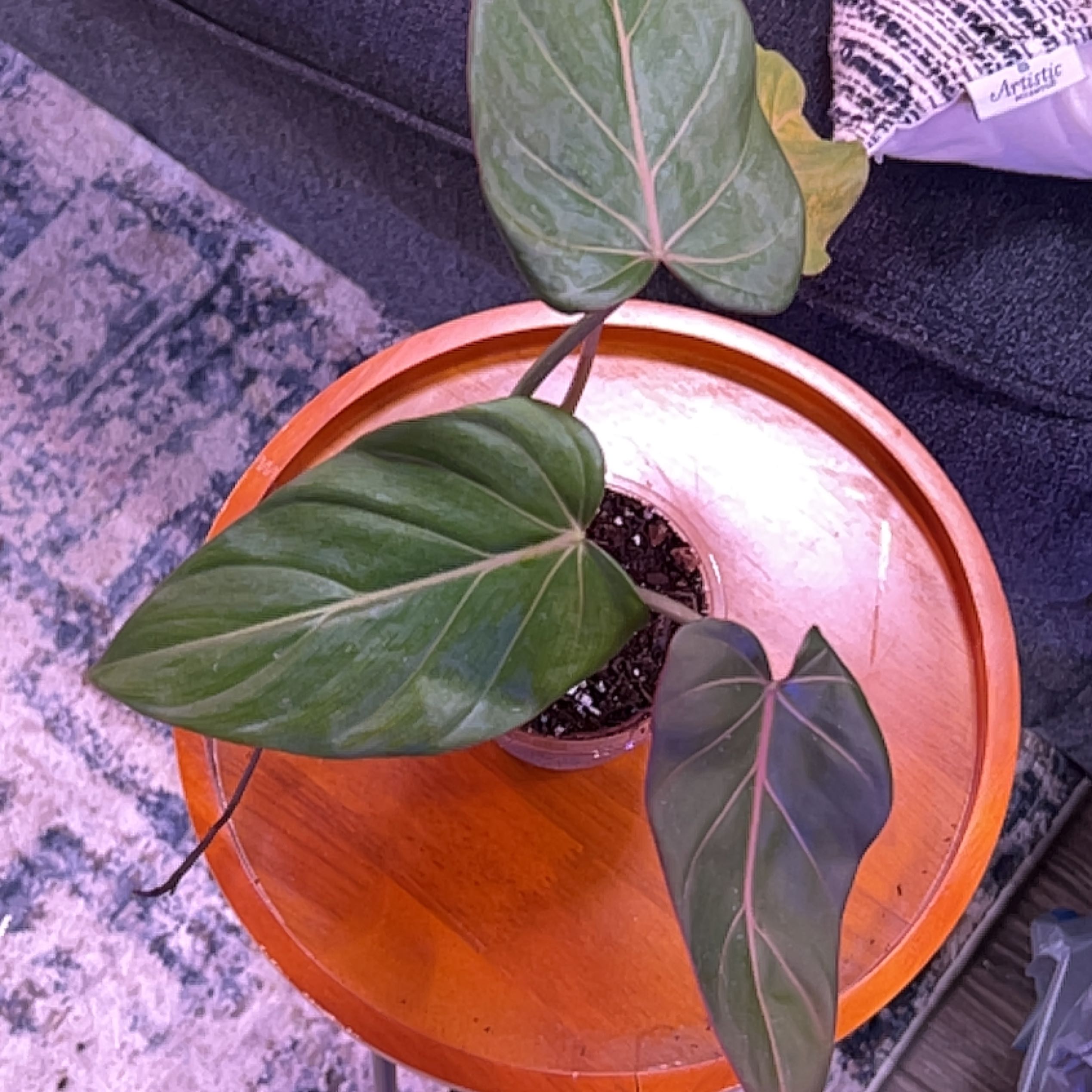 Philodendron 'Summer Glory' plant with three large leaves on a wooden surface.