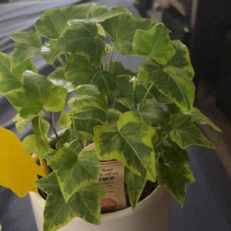 English Ivy 'Goldchild' plant in Prattville, Alabama