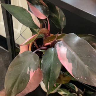 Pink Princess Philodendron plant in Prattville, Alabama