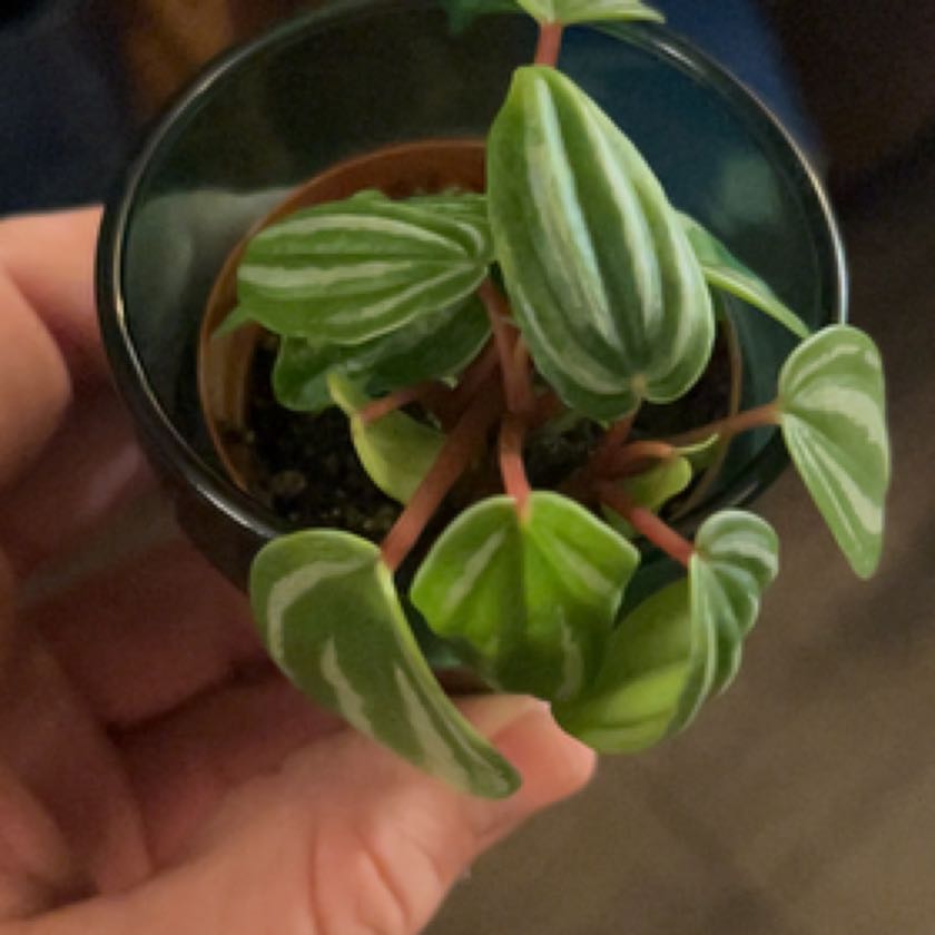 Photo of the plant species Peperomia Dwarf Watermelon by @HunkyMungbeans named Denali on Greg, the plant care app