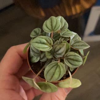 Silver Frost Peperomia plant in Prattville, Alabama