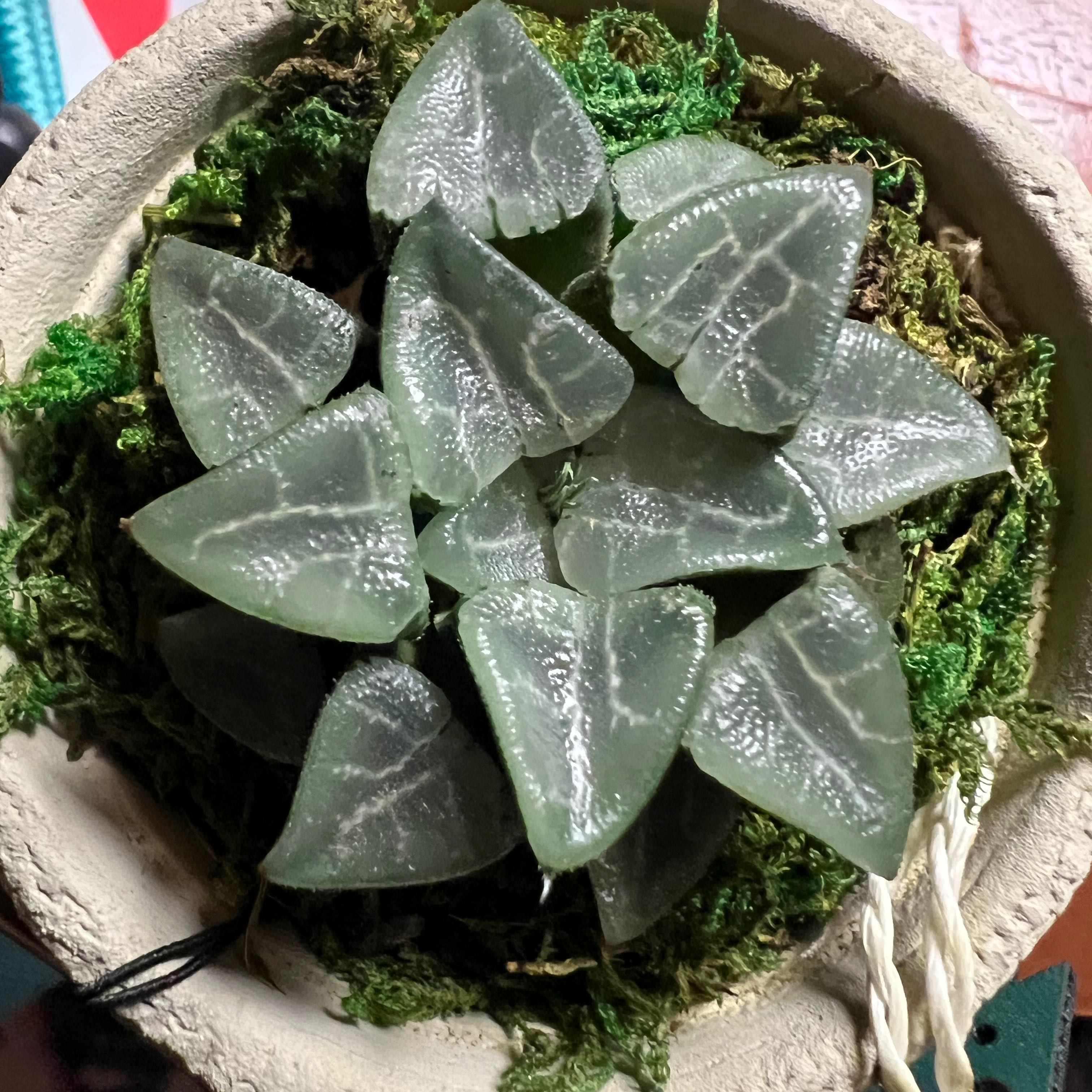 Haworthia bayeri plant in a pot, healthy with firm leaves.